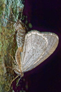 Operophtera brumata (Geometridae)  - Cheimatobie hiémale, Phalène brumeuse - Winter Moth Haute-Marne [France] 19/11/2015 - 150m