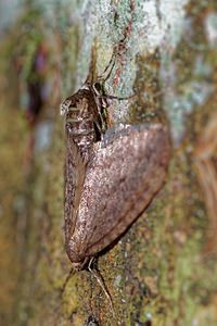 Operophtera brumata (Geometridae)  - Cheimatobie hiémale, Phalène brumeuse - Winter Moth Haute-Marne [France] 19/11/2015 - 150m