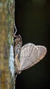 Operophtera brumata (Geometridae)  - Cheimatobie hiémale, Phalène brumeuse - Winter Moth Haute-Marne [France] 19/11/2015 - 150m