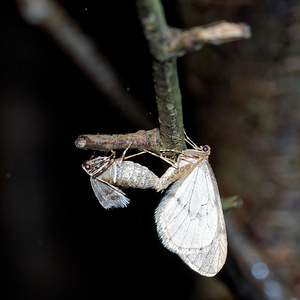 Operophtera fagata (Geometridae)  - Cheimatobie du Hêtre - Northern Winter Moth Nord [France] 14/11/2015 - 20m