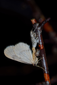 Operophtera fagata (Geometridae)  - Cheimatobie du Hêtre - Northern Winter Moth Nord [France] 14/11/2015 - 20m