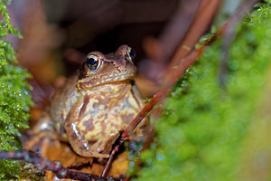 Rana temporaria (Ranidae)  - Grenouille rousse - Grass Frog Haute-Marne [France] 19/11/2015 - 150m