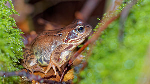 Rana temporaria (Ranidae)  - Grenouille rousse - Grass Frog Haute-Marne [France] 19/11/2015 - 150m