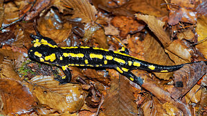 Salamandra salamandra (Salamandridae)  - Salamandre tachetée - Fire Salamander Haute-Marne [France] 19/11/2015 - 150m