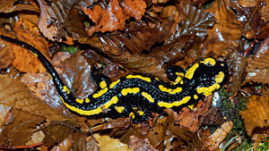 Salamandra salamandra (Salamandridae)  - Salamandre tachetée - Fire Salamander Haute-Marne [France] 19/11/2015 - 150m