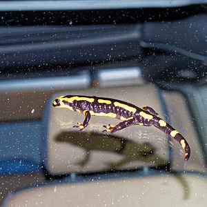 Salamandra salamandra (Salamandridae)  - Salamandre tachetée - Fire Salamander Haute-Marne [France] 19/11/2015 - 150m