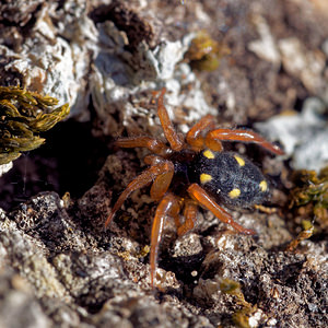 Uroctea durandi (Oecobiidae)  Sierra de Cadix [Espagne] 01/11/2015 - 810m