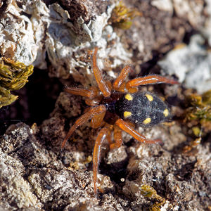Uroctea durandi (Oecobiidae)  Sierra de Cadix [Espagne] 01/11/2015 - 810m