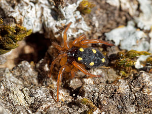 Uroctea durandi (Oecobiidae)  Sierra de Cadix [Espagne] 01/11/2015 - 810m