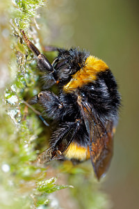Bombus terrestris (Apidae)  - Bourdon terrestre - Buff-tailed Bumble Bee Pas-de-Calais [France] 05/12/2015 - 40m
