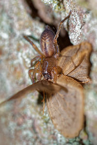 Clubiona corticalis (Clubionidae)  - Clubione des écorces Pas-de-Calais [France] 05/12/2015 - 40m