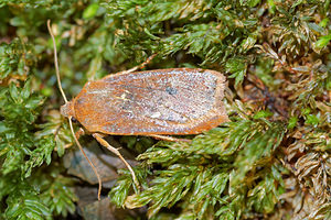 Conistra vaccinii (Noctuidae)  - Orrhodie de l'Airelle - Chestnut Pas-de-Calais [France] 05/12/2015 - 40m