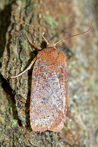 Conistra vaccinii (Noctuidae)  - Orrhodie de l'Airelle - Chestnut Pas-de-Calais [France] 05/12/2015 - 40m