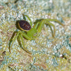 Diaea dorsata (Thomisidae)  - Thomise tricolore Pas-de-Calais [France] 05/12/2015 - 40m