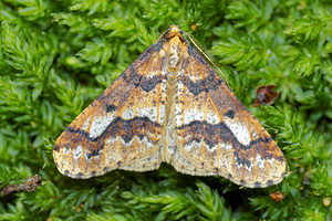 Erannis defoliaria (Geometridae)  - Hibernie défeuillante - Mottled Umber Pas-de-Calais [France] 05/12/2015 - 40m