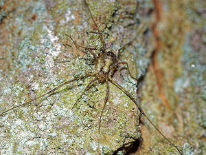 Lacinius ephippiatus (Phalangiidae)  Pas-de-Calais [France] 05/12/2015 - 40m