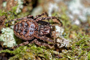 Nuctenea umbratica (Araneidae)  - Épeire des fissures Pas-de-Calais [France] 05/12/2015 - 40m