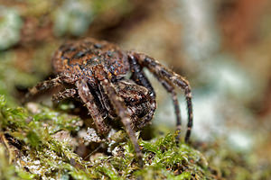 Nuctenea umbratica (Araneidae)  - Épeire des fissures Pas-de-Calais [France] 05/12/2015 - 40m