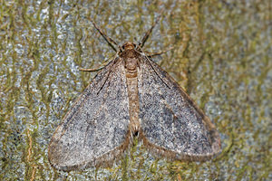 Operophtera brumata (Geometridae)  - Cheimatobie hiémale, Phalène brumeuse - Winter Moth Pas-de-Calais [France] 05/12/2015 - 40m