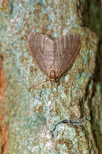 Operophtera brumata (Geometridae)  - Cheimatobie hiémale, Phalène brumeuse - Winter Moth Pas-de-Calais [France] 05/12/2015 - 40m