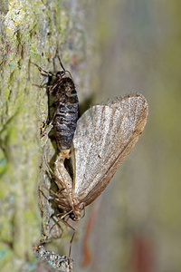 Operophtera brumata (Geometridae)  - Cheimatobie hiémale, Phalène brumeuse - Winter Moth Pas-de-Calais [France] 05/12/2015 - 40m