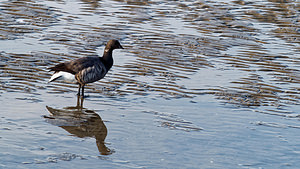 Branta bernicla (Anatidae)  - Bernache cravant - Brent Goose  [Pays-Bas] 01/01/2016