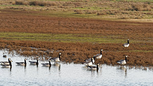 Branta leucopsis (Anatidae)  - Bernache nonnette - Barnacle Goose  [Pays-Bas] 01/01/2016