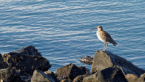 Numenius arquata (Scolopacidae)  - Courlis cendré - Eurasian Curlew  [Pays-Bas] 01/01/2016