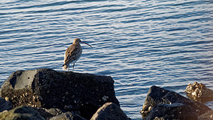 Numenius arquata (Scolopacidae)  - Courlis cendré - Eurasian Curlew  [Pays-Bas] 01/01/2016