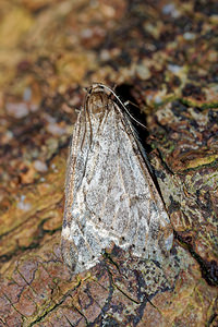 Alsophila aescularia (Geometridae)  - Phalène du Marronnier, Alsophile printanière - March Moth Pas-de-Calais [France] 12/02/2016 - 100m