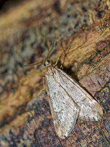 Alsophila aescularia (Geometridae)  - Phalène du Marronnier, Alsophile printanière - March Moth Pas-de-Calais [France] 12/02/2016 - 100m