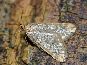 Alsophila aescularia (Geometridae)  - Phalène du Marronnier, Alsophile printanière - March Moth Pas-de-Calais [France] 12/02/2016 - 100m