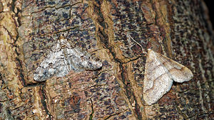 Phigaliohybernia marginaria (Geometridae)  - Hibernie hâtive - Dotted Border Pas-de-Calais [France] 12/02/2016 - 100mAgriopis marginaria (? droite) avec A leucophaeria (? gauche)
