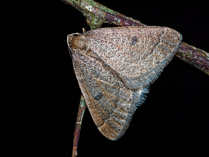 Theria primaria (Geometridae)  - Phalène précoce - Early Moth Pas-de-Calais [France] 12/02/2016 - 50m