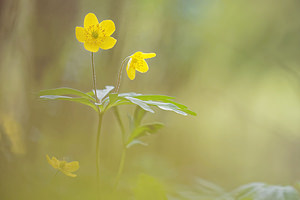 Anemone ranunculoides (Ranunculaceae)  - Anémone fausse renoncule - Yellow Anemone  [France] 30/04/2016 - 190m