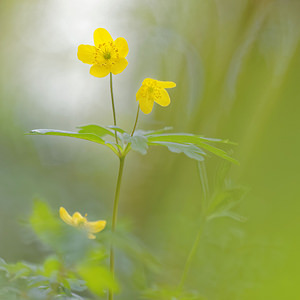 Anemone ranunculoides (Ranunculaceae)  - Anémone fausse renoncule - Yellow Anemone  [France] 30/04/2016 - 190m