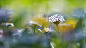 Bellis perennis (Asteraceae)  - Pâquerette vivace, Pâquerette - Daisy Vaucluse [France] 10/04/2016 - 460m