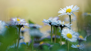 Bellis perennis (Asteraceae)  - Pâquerette vivace, Pâquerette - Daisy Vaucluse [France] 10/04/2016 - 460m