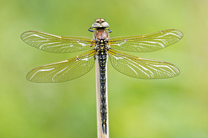 Brachytron pratense (Aeshnidae)  - aeschne printanière - Hairy Dragonfly Marne [France] 30/04/2016 - 190m