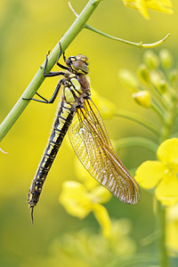 Brachytron pratense (Aeshnidae)  - aeschne printanière - Hairy Dragonfly Marne [France] 30/04/2016 - 190m