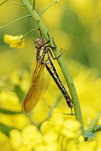 Brachytron pratense (Aeshnidae)  - aeschne printanière - Hairy Dragonfly Marne [France] 30/04/2016 - 190m