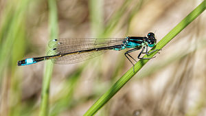 Ischnura elegans (Coenagrionidae)  - Agrion élégant - Blue-tailed Damselfly Bouches-du-Rhone [France] 09/04/2016