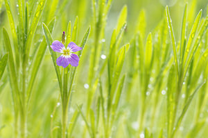 Malcolmia maritima Julienne maritime Virginia Stock