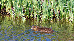 Myocastor coypus (Echimyidae)  - Ragondin - Nutria, Coypu Bouches-du-Rhone [France] 09/04/2016