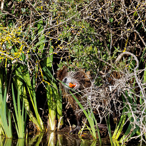 Myocastor coypus (Echimyidae)  - Ragondin - Nutria, Coypu Bouches-du-Rhone [France] 09/04/2016