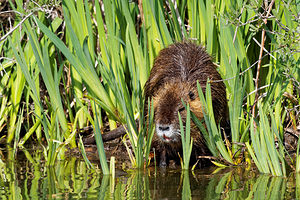 Myocastor coypus (Echimyidae)  - Ragondin - Nutria, Coypu Bouches-du-Rhone [France] 09/04/2016