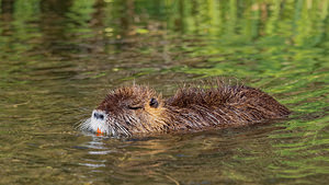 Myocastor coypus (Echimyidae)  - Ragondin - Nutria, Coypu Bouches-du-Rhone [France] 09/04/2016