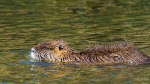 Myocastor coypus (Echimyidae)  - Ragondin - Nutria, Coypu Bouches-du-Rhone [France] 09/04/2016