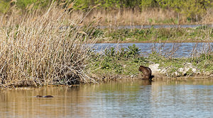 Myocastor coypus (Echimyidae)  - Ragondin - Nutria, Coypu Bouches-du-Rhone [France] 09/04/2016