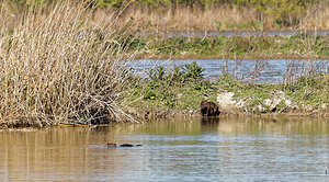 Myocastor coypus (Echimyidae)  - Ragondin - Nutria, Coypu Bouches-du-Rhone [France] 09/04/2016